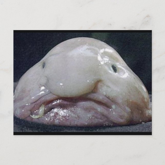 Carte Postale The Blobfish (Devant)
