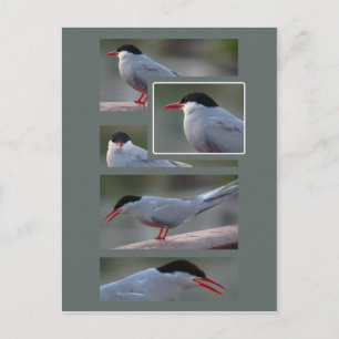 Carte Postale The Bridge Guardian CC0216