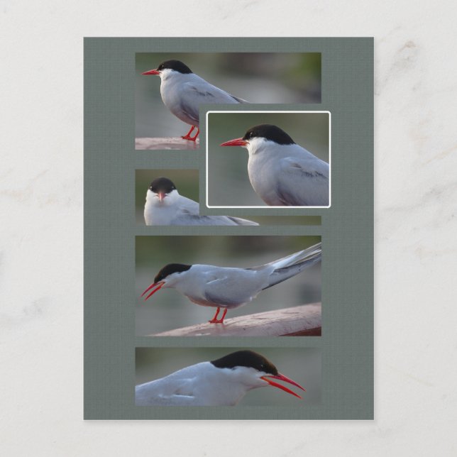 Carte Postale The Bridge Guardian CC0216 (Devant)