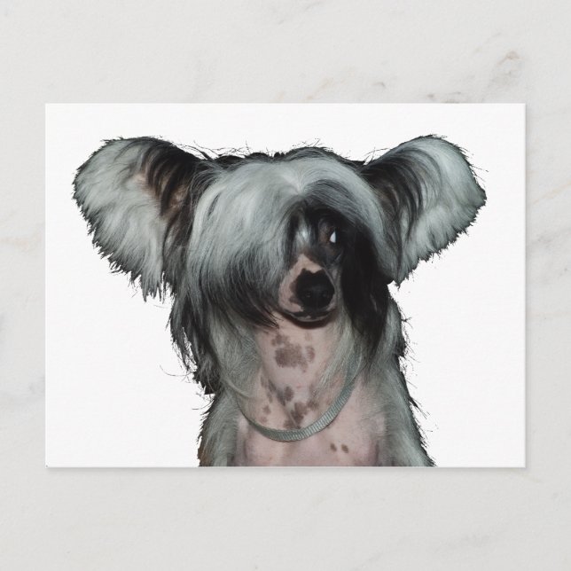 Carte Postale The Chinese crested dog (Devant)