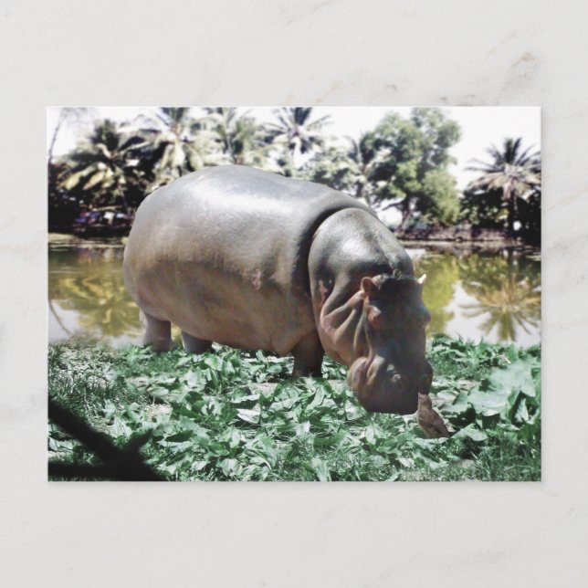 Carte Postale The Hippo And The Bird (Devant)