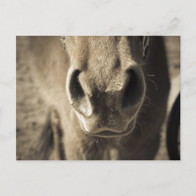 Carte Postale The Incredible Edible Mr. Ed (Devant)