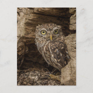 Carte Postale The little owl