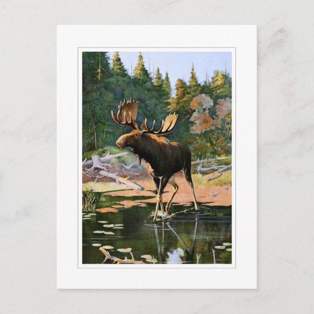 Carte Postale The Moose (Devant)