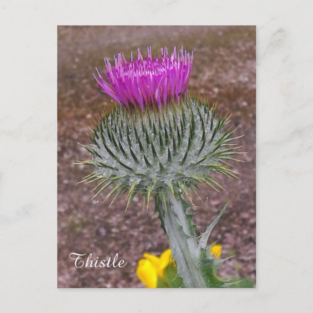Carte Postale The National Flower of Scotland. (Devant)