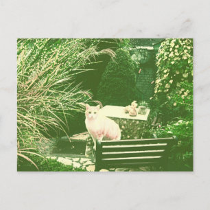 Carte Postale The pink cat