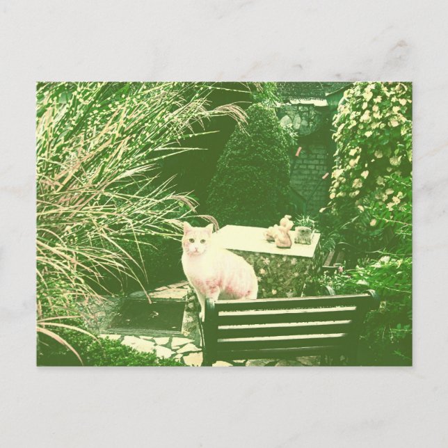 Carte Postale The pink cat (Devant)