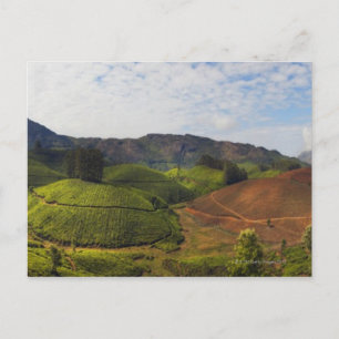 Carte Postale Thé Plantation Kerala Etat Inde