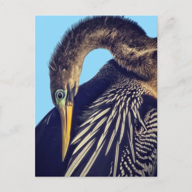 Carte postale "The Spearfisher" (Devant)