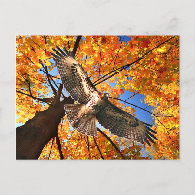 Carte Postale "The Sunday Hawk" Postcard (Devant)