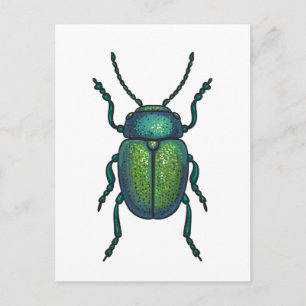 Carte Postale The tansy beetle
