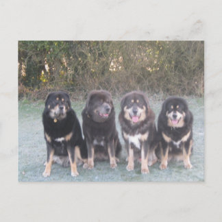 Carte Postale The Tibetan Mastiff Gang