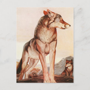 Carte Postale The Two Jungle Books : Akela, le loup solitaire