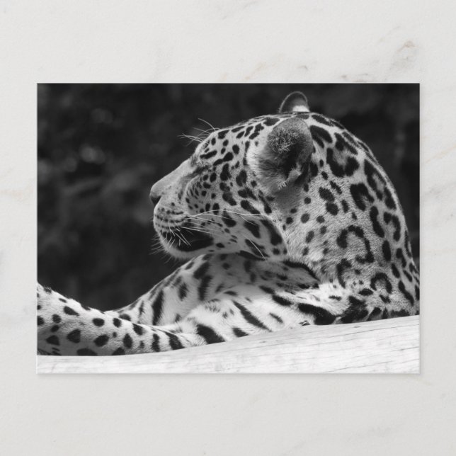 Carte Postale "The Waking Leopard" (Devant)