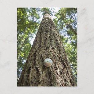 Carte Postale Thermostat sur un grand arbre dans une forêt