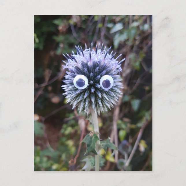 Carte Postale Thistle font bien ... (Devant)