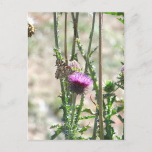 Carte Postale Thistle Love