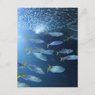 Carte Postale Thon jaune