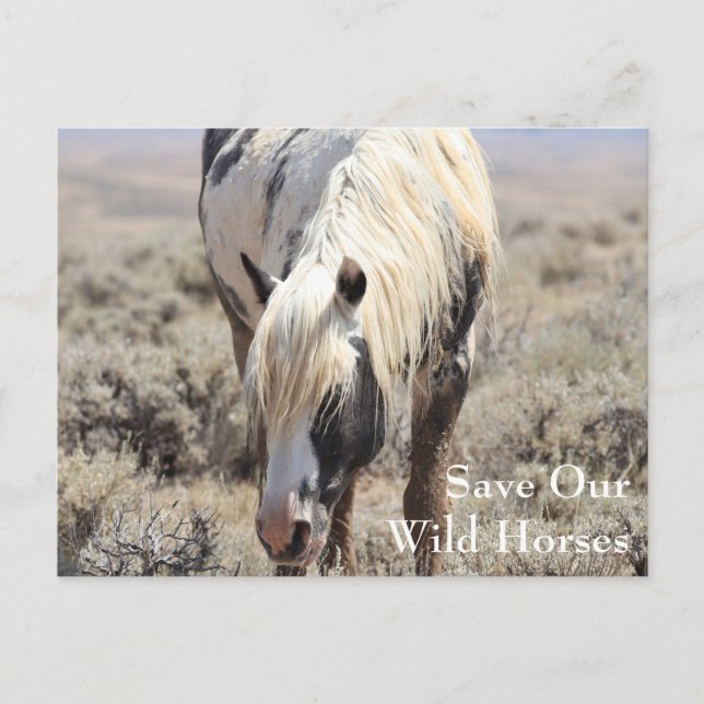 Carte postale Thor McCullough Peaks (Devant)