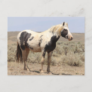 Carte Postale Thor McCullough Peaks Wild Horse