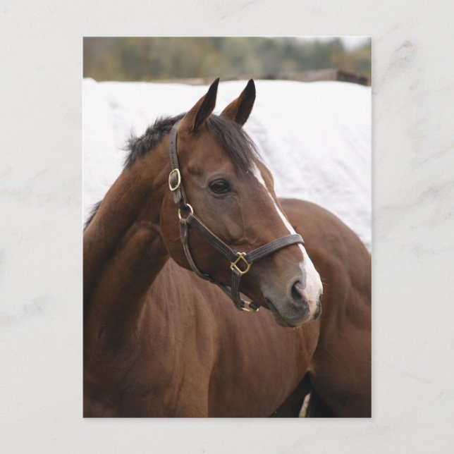 Carte postale Thoroughbred (Devant)