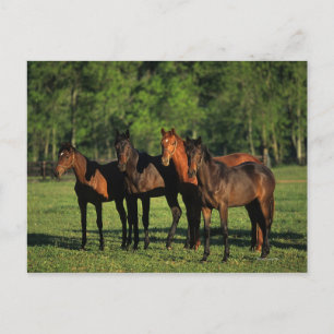 Carte Postale Thoroughbred