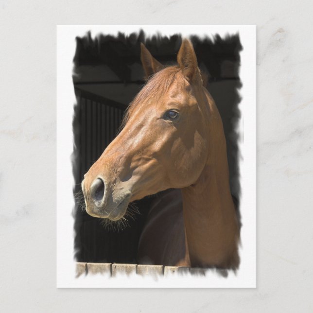 Carte postale Thoroughbred (Devant)