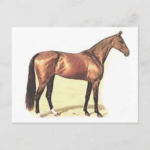 Carte Postale Thoroughbred