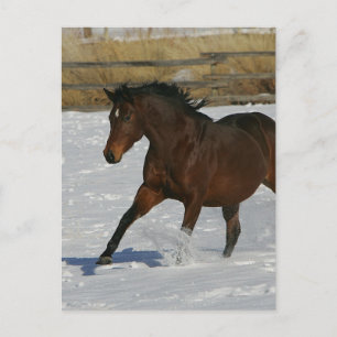 Carte Postale Thoroughbred Horse Running in the Snow