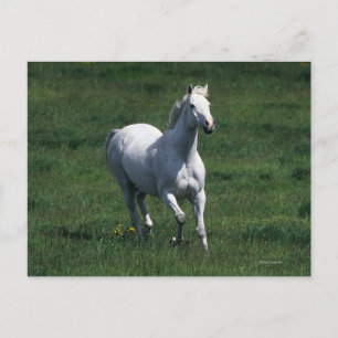 Carte Postale Thoroughbred Mare