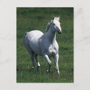 Carte Postale Thoroughbred Mare