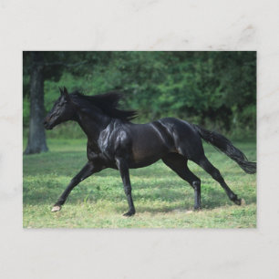 Carte Postale Thoroughbred Running