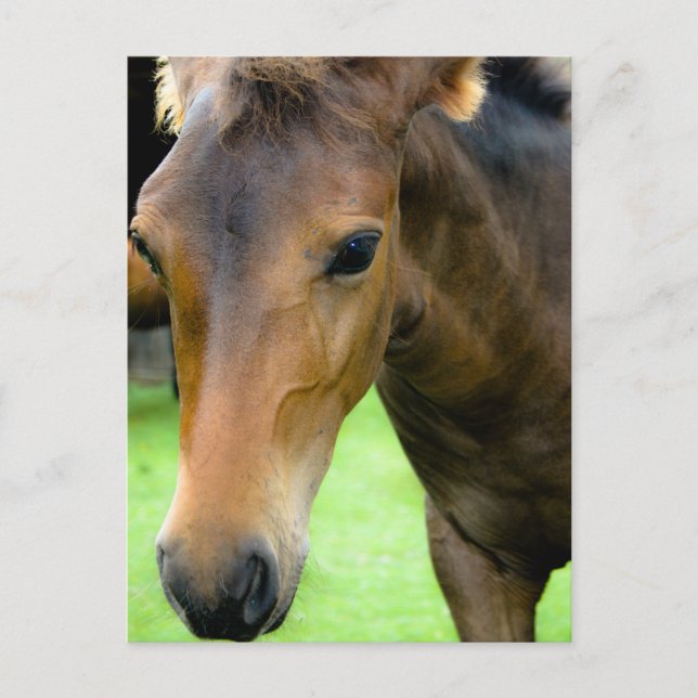 Carte postale Thoroughbred Selections (Devant)