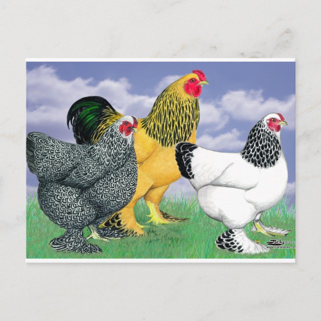 Carte Postale Three Brahmas (Devant)