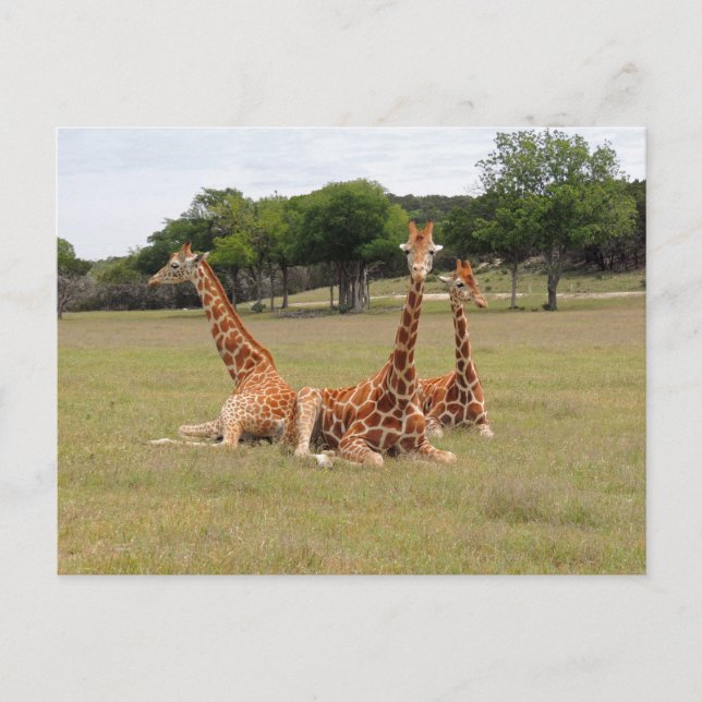 Carte Postale Three Giraffe at Fossil Rim (Devant)