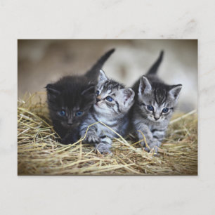 Carte postale Three Little Kittens