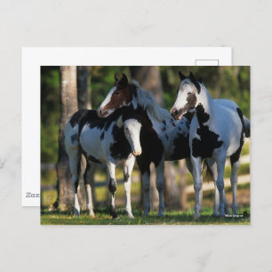Carte Postale Three Paint Horses Standing Together