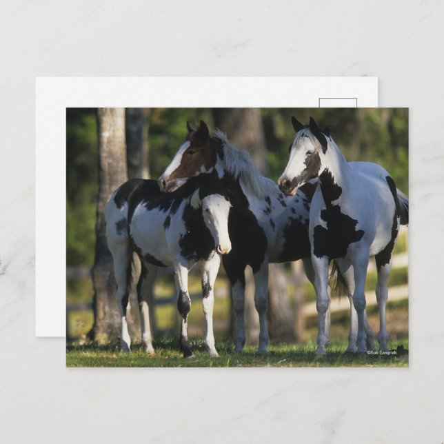 Carte Postale Three Paint Horses Standing Together (Devant / Derrière)