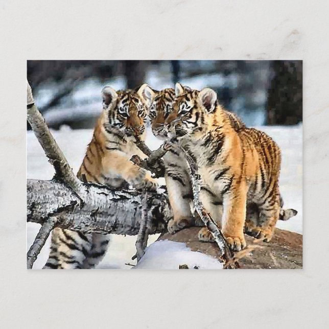 Carte Postale Three Tiger Cubs In Snow Art Gifts (Devant)
