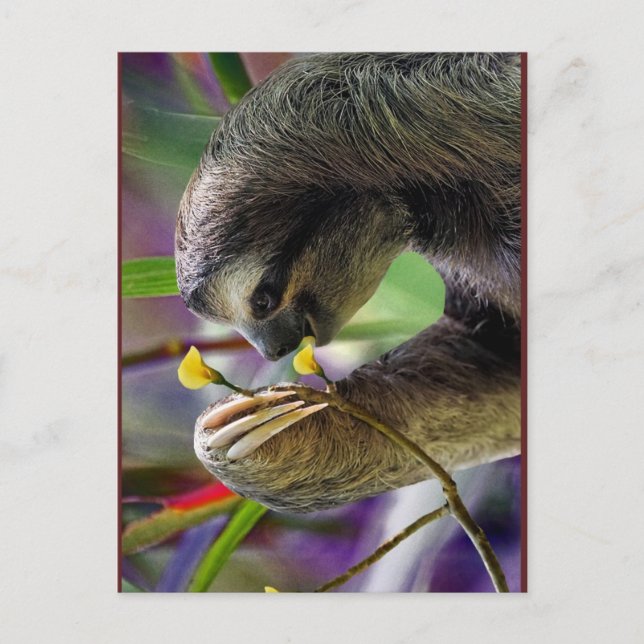 Carte Postale Three-Toed Tree Sloth (Devant)