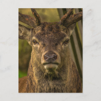 Carte Postale Thug cerf
