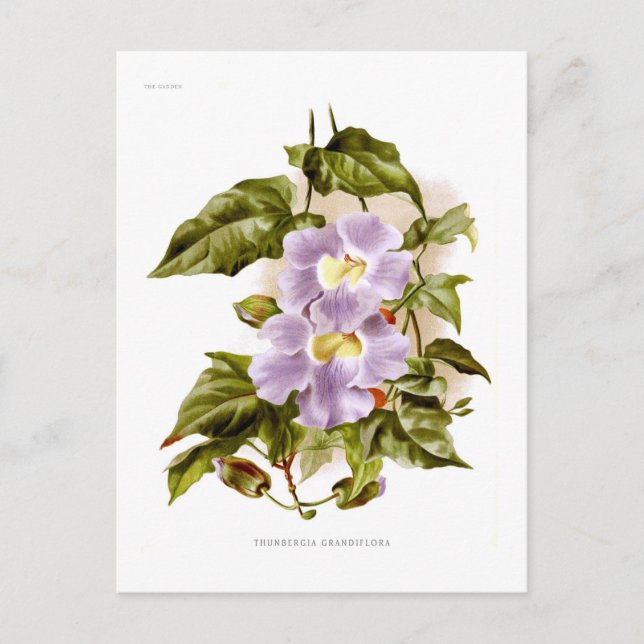 Carte Postale Thunbergia grandiflora (Devant)