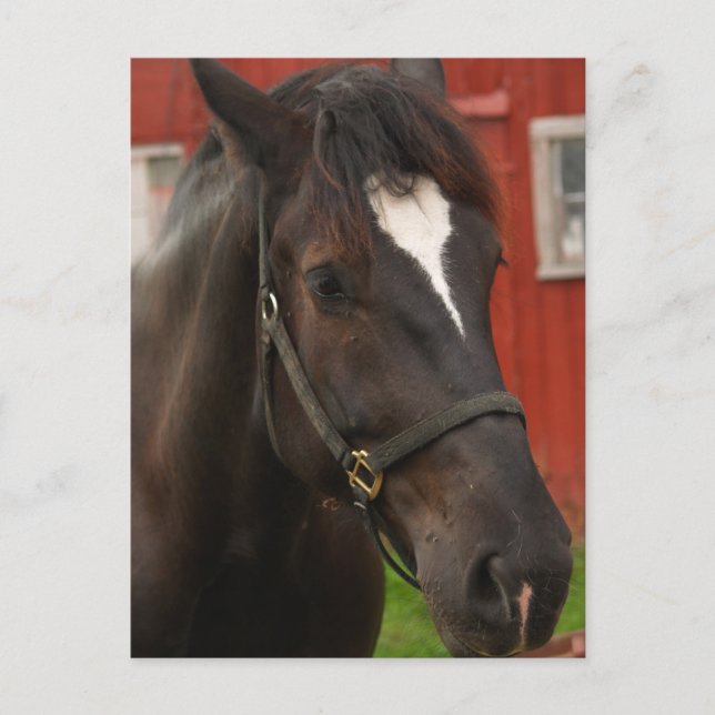Carte postale Thunder Horse (Devant)