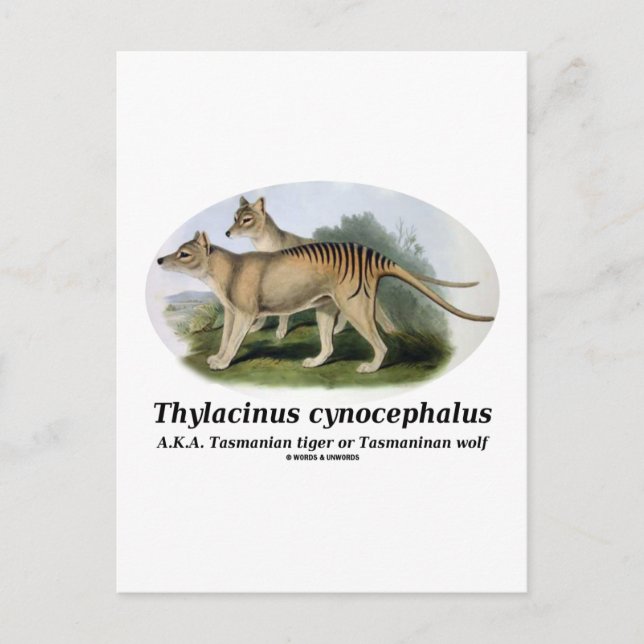 Carte Postale Thylacinus cynocephalus (tigre ou loup de Tasmanie (Devant)