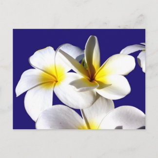 Carte Postale ti fleurs plantes jaune blanc bleu dos.jpg