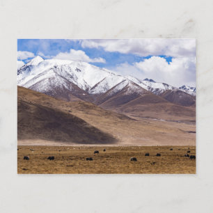 Carte Postale Tibet - Paysage de montagne avec des yaks