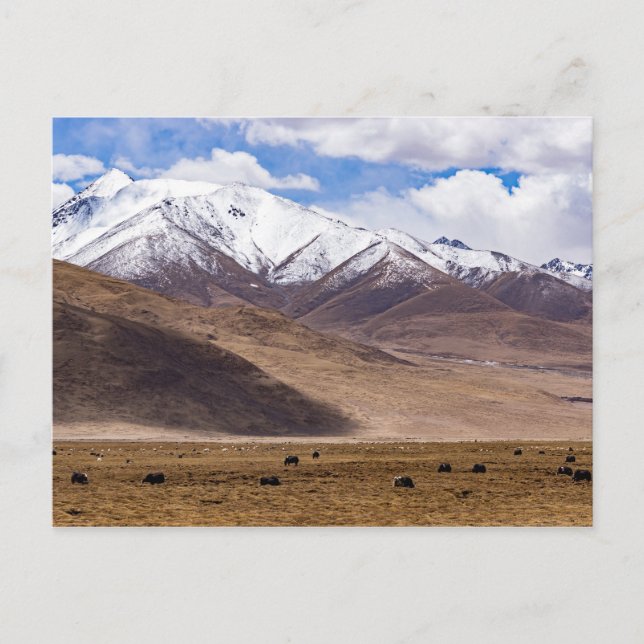 Carte Postale Tibet - Paysage de montagne avec yaks (Devant)