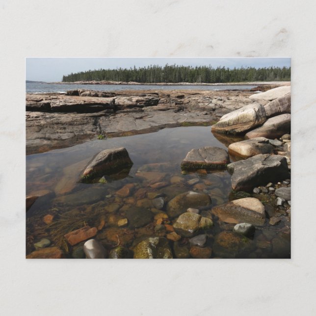 Carte Postale Tidepool au pays des merveilles dans le parc natio (Devant)