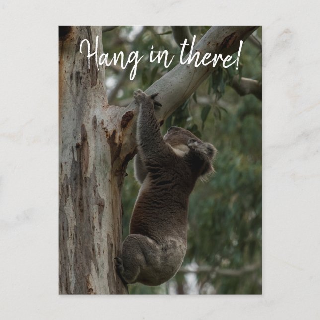 Carte Postale Tiens bon ! Australie Koala Cute (Devant)