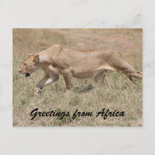 Carte Postale tige de lionne
